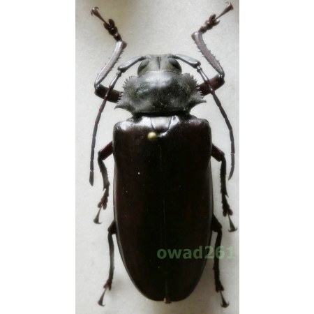 Rhaphipodus blumei (Lansberge, 1884) 57mm Indonesia, Java Is